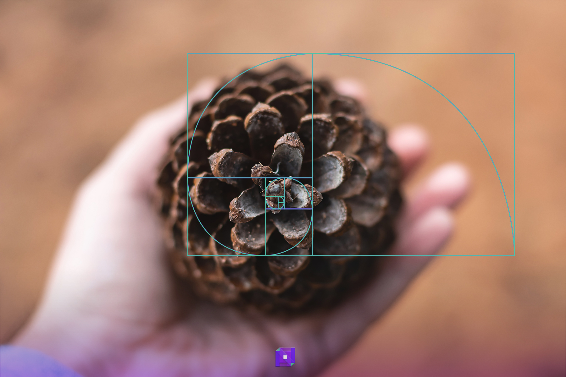 pine cone with golden spiral overlay