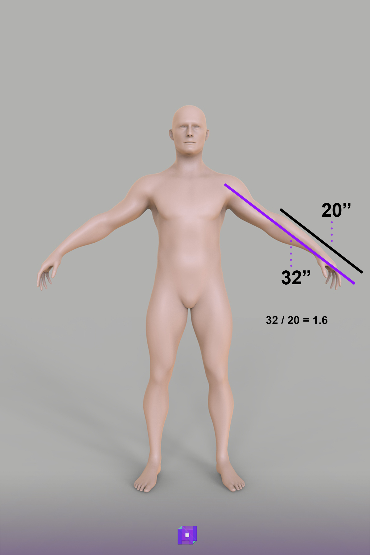 Human arm length golden ratio proportions