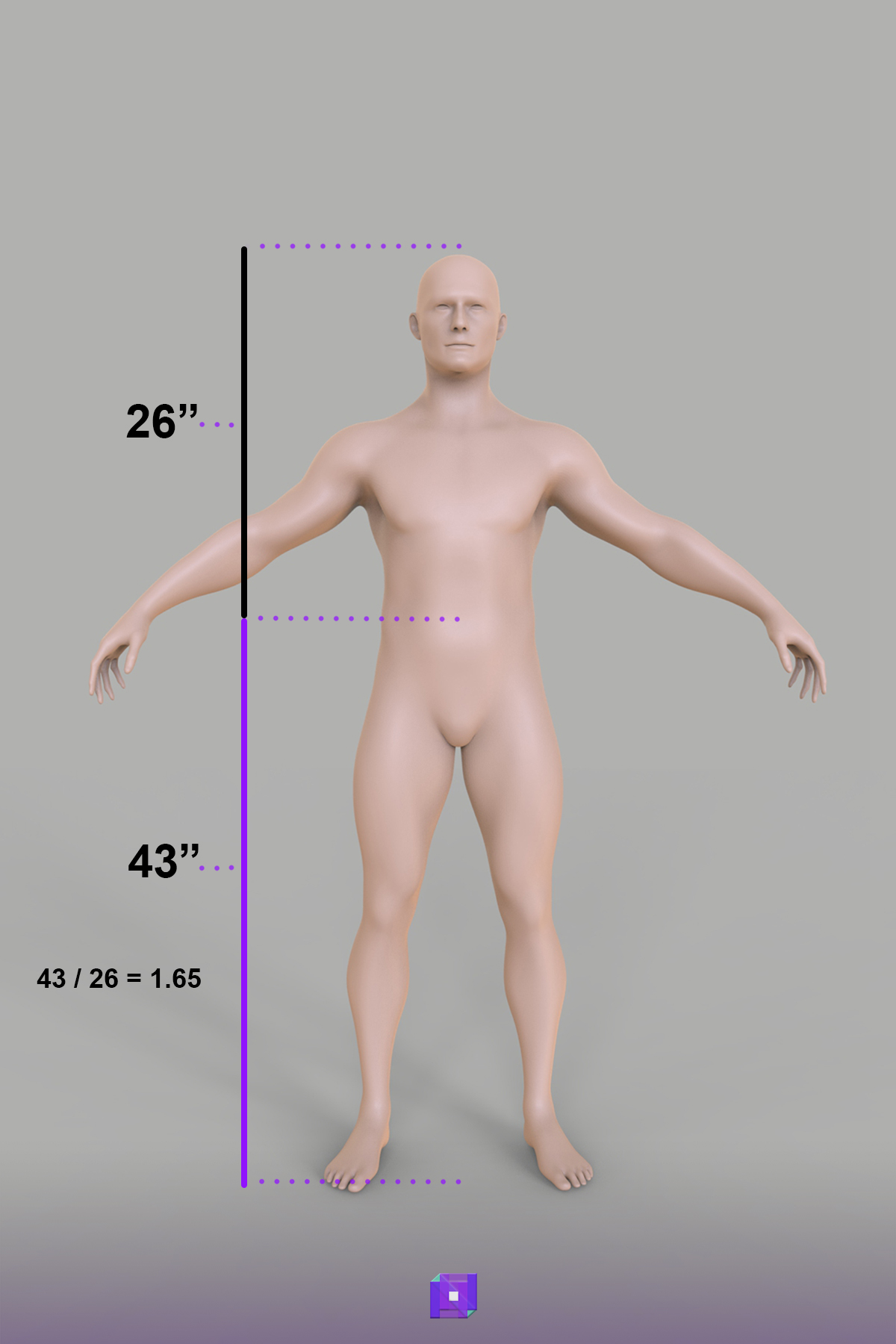 Human height golden ratio proportions