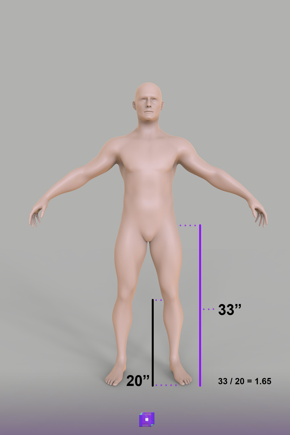 Human leg height golden ratio proportions